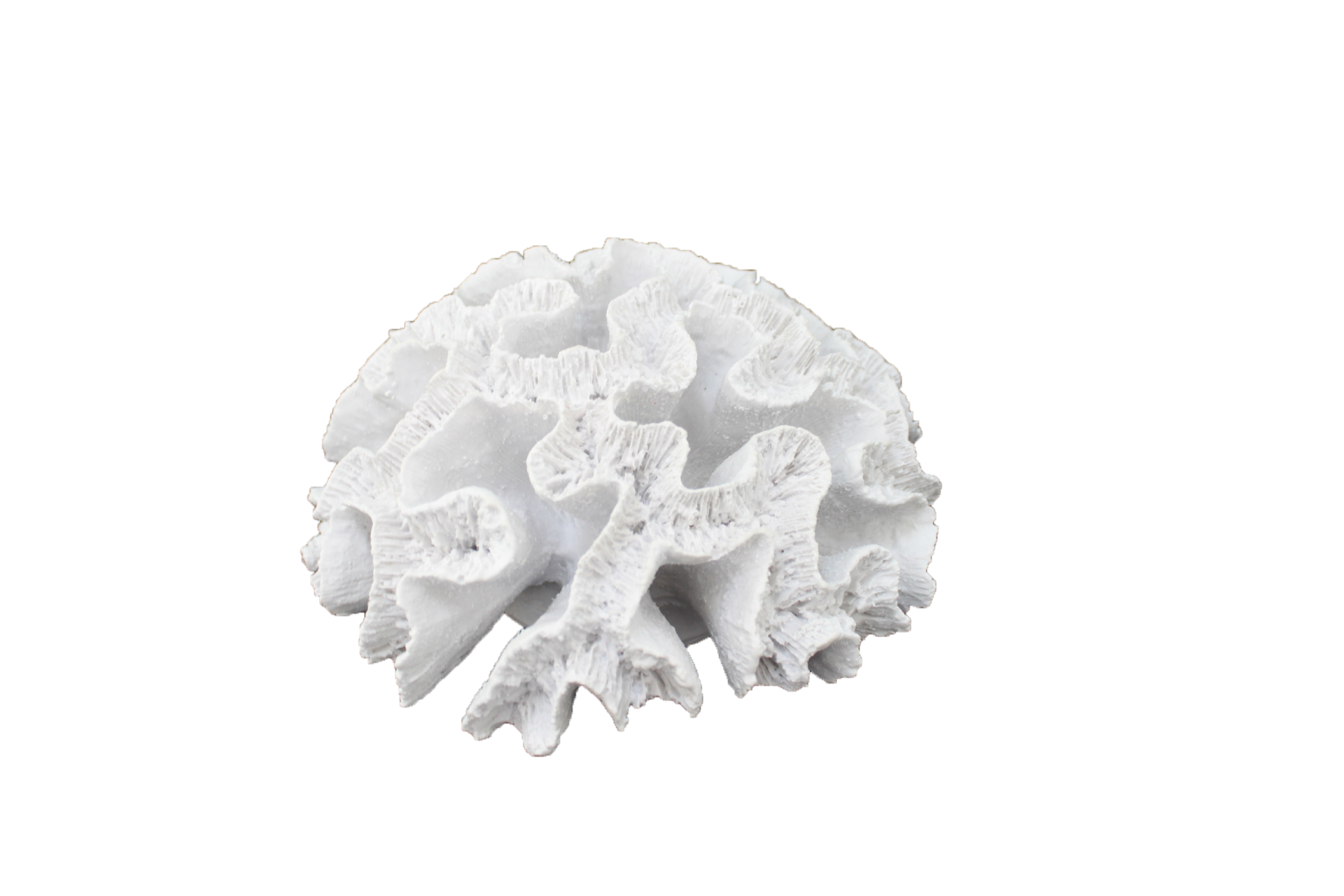 HYK381 - TOPARLAK BÜYÜK MERCAN