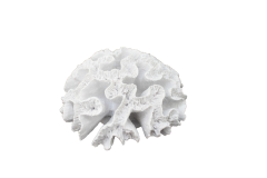 HYK381 - TOPARLAK BÜYÜK MERCAN